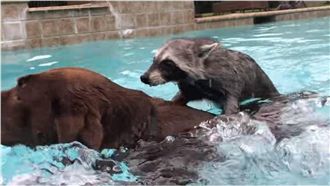 浣熊愛玩水　調皮跳到小狗背上休息！