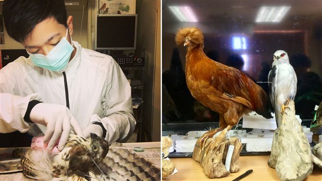 化屍體為作品　帥哥標本師讓動物重生