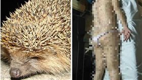  密集恐懼症,針灸,刺蝟,中醫,診所（合成圖／翻攝自臉書爆廢公社、Pixabay） 
https://pixabay.com/zh/%E5%88%BA%E7%8C%AC-%E6%99%9A%E4%B8%8A%E5%AE%A2%E4%BA%BA-%E5%A4%8F%E5%AD%A3-680212/