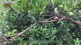 女孩撿知了殼替父治病　不敢談夢想