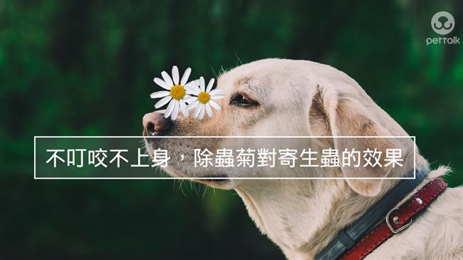不叮咬不上身　除蟲菊對寄生蟲的效果