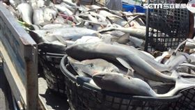 一籃又一籃的幼鯊。（圖／民眾授權提供）