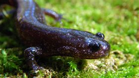 雪霸觀霧山椒魚數量稀少　棲地依戀性高分布在雪山山區的「觀霧山椒魚」，全長約十公分，背部全黑、全身布滿小白點，且尾部短而略扁，棲地依戀性高，2008年被正式發表為一新種，雪霸國家公園管理處積極地投入棲地復育工作。（雪霸處提供）中央社記者陳政偉傳真　106年8月24日