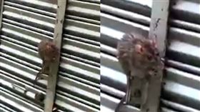 老鼠,米奇,逃竄,天鴿,颱風,澳門（圖／翻攝自爆料公社）