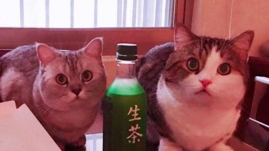 喵星人盯便當　網友：這麼圓還想吃！