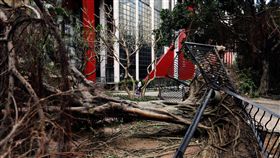 天鴿颱風在澳門造成嚴重災情，路樹被連根拔起。圖／路透社／達志影像