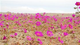 沙漠開花、desierto florido／維基百科