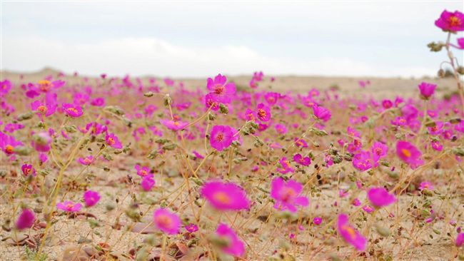 全球最乾沙漠　遇雨竟「開花」了