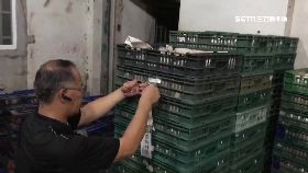 d毒雞蛋亂竄1200