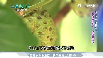 砍家傳三代檳榔園　他靠諾麗果搶商機