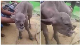 印度,山羊,人臉山羊（圖／翻攝自Samira Aissa臉書）