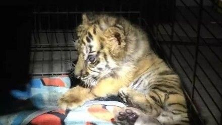 花9千元買孟加拉虎　18歲男GG了