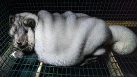 皮草,芬蘭,狐狸,黑心,商人,養胖,養殖,農場,肥胖,基因,怪物
https://www.instagram.com/p/BYOj0QGBC7m/?hl=kn&taken-by=oikeuttaelaimille