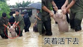 豬,爽笑　圖／翻攝自華西都市報