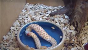 寵物蛇自虐咬尾巴　滲血畫面超驚恐！
圖/翻攝自臉書粉絲專頁ViralHog
https://www.facebook.com/viralhog/videos/1942504309352231/