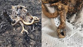 美國,加拿大,蒙大拿州,草原,火災,大火,老鷹,蛇,觸電,電線桿,焦屍（圖／翻攝自凡尼斯寇臉書）