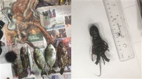 萬里保育區違法捕撈龍蝦、漁獲　圖／岸巡二總隊提供