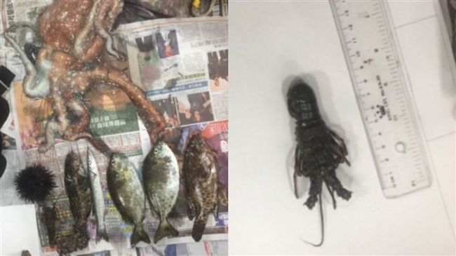 男潛保育區捕撈　9公分小龍蝦不放過