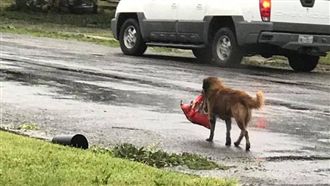夜配聞／快逃啊！小黃狗也叼食物避難