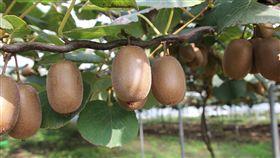 奇異果,果園,果樹 圖／Pixabay