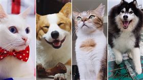 豆漿,連環泡有芒果,肚臍是隻貓,胖胖糖集團（合成圖／翻攝自臉書）