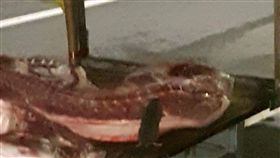 影／噁爆！新鮮豬肉半夜送貨沒人管　高雄米奇爽爽吃消夜
圖／翻攝自爆料公社
http://www.bc3ts.com/post/2925