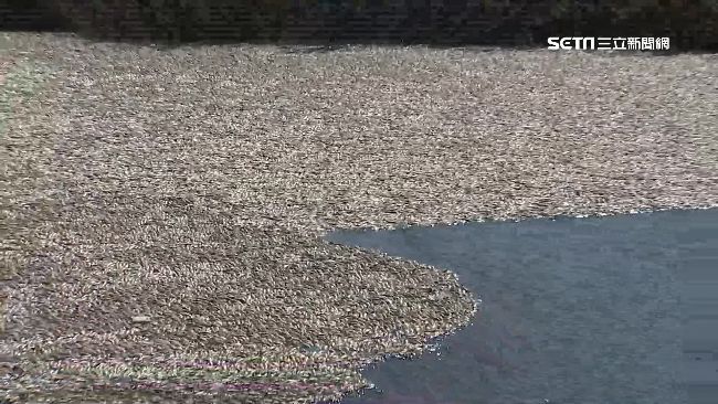 驚見萬條魚群暴斃！河濱公園腥味撲鼻