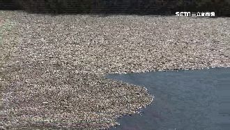驚見萬條魚群暴斃！河濱公園腥味撲鼻