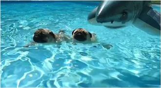 巴哥爽躺泳圈　遭主人放「鯊魚」追殺