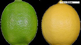 黃色就是萊姆？錯！檸檬不是你想的那樣 圖農委會