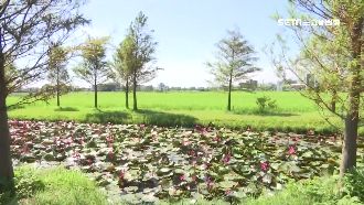 美景變調！重機騎士輾草皮　地主搖頭