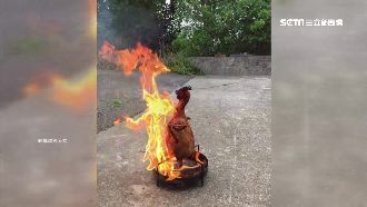 桶仔雞驚見「火焰鳥」　畫面驚呆網友