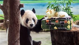 團團圓圓滿13歲　特製蛋糕慶生（1）台北市動物園大貓熊「團團」、「圓圓」將滿13歲，保育員選定29日幫牠們慶生，並送上各自專屬的特製蛋糕。圖為「團團」與牠的蛋糕。（台北市動物園提供）中央社記者梁珮綺傳真　106年8月29日