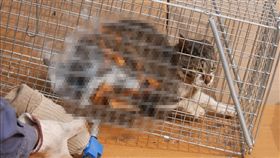 日本琦玉縣,野貓,虐貓（圖／翻攝自koji.tech）