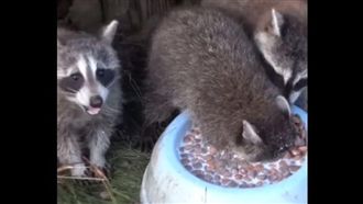 為了搶食　浣熊窒息式吃法笑翻網友