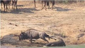 鱷魚,河馬,牛羚,南非,Kruger Park,Mervyn Van Wyk　圖／翻攝自YouTube