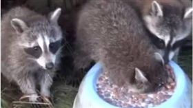 浣熊,牛奶,吃東西,吃相,呼吸,閉氣　圖／翻攝自臉書