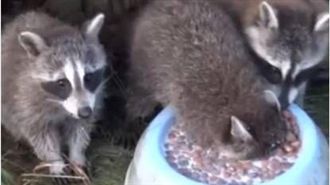 先吃再說！浣熊看到食物超失控