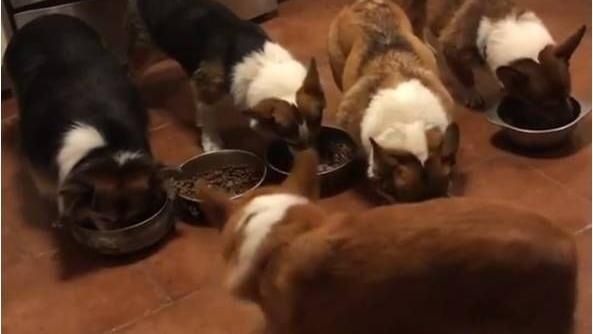 柯基一家人開動　牠被擠旁邊乾瞪眼