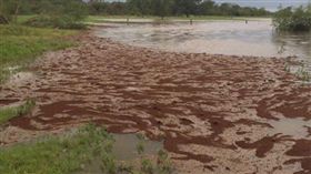 哈維,颶風,美國,德州,淹水,水患,火蟻船,紅火蟻,毒液（圖／翻攝自推特、YouTube）
https://www.youtube.com/watch?time_continue=6&v=i9gL4lYqv1c
https://twitter.com/The_Reliant/status/902536760038711296