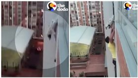 狗狗,陽台,救援,搶救（圖／翻攝自The Dodo臉書粉絲專頁）