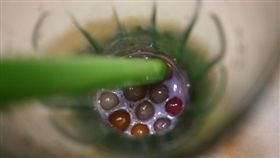 -珍珠-珍珠奶茶-▲圖／攝影者Evan Wood, flickr CC License-https://www.flickr.com/photos/etwood/4708605544/