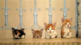 寵物滔客(圖片版權屬於滔客線上雜誌)