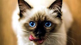 寵物滔客(圖片版權屬於滔客線上雜誌)