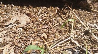 禁藥普芬尼又現身　南投蜜蜂大量暴斃