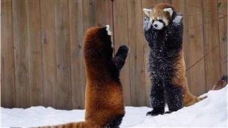 小熊貓「示威」萌翻天　讓網友全融化