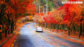 楓葉,秋楓,韓國旅遊。（圖／韓國觀光公社提供）