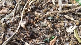 d上億蜜蜂死2300