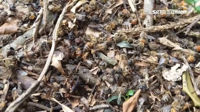 疑農藥惹禍　埔里1億隻蜜蜂大量暴斃