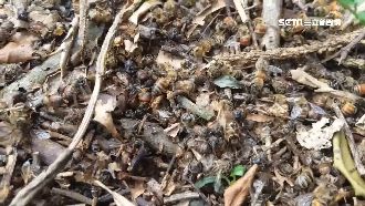 疑農藥惹禍　埔里1億隻蜜蜂大量暴斃